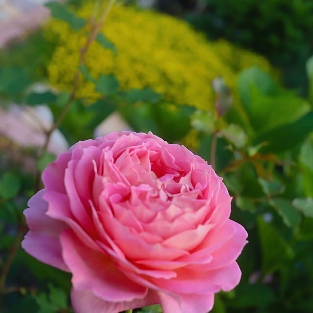 glassflowerさんの部屋