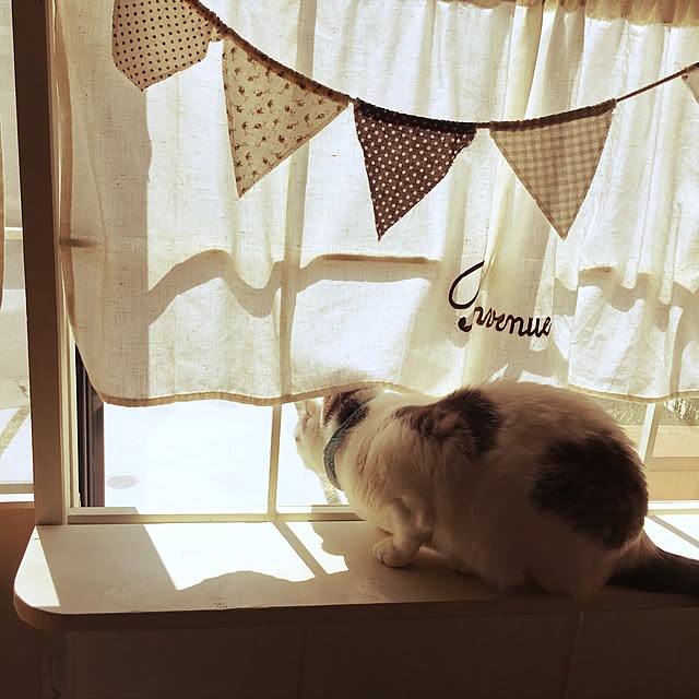 mintcatさんの実例写真