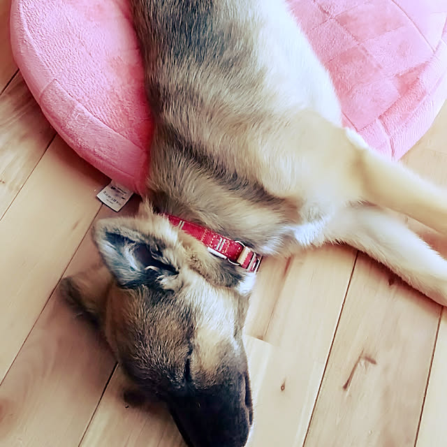 sakiさんの実例写真