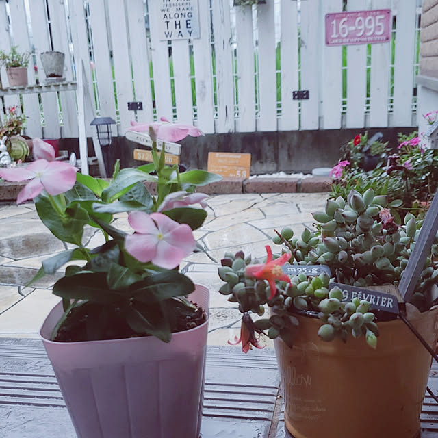 natyenaoさんの実例写真
