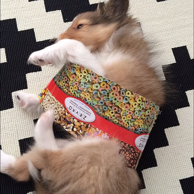 tommyさんの実例写真