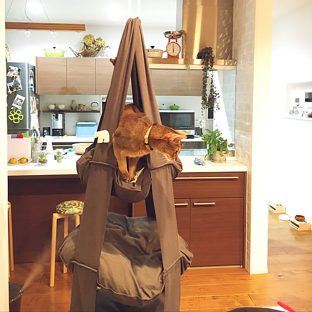 sakineko528さんの実例写真