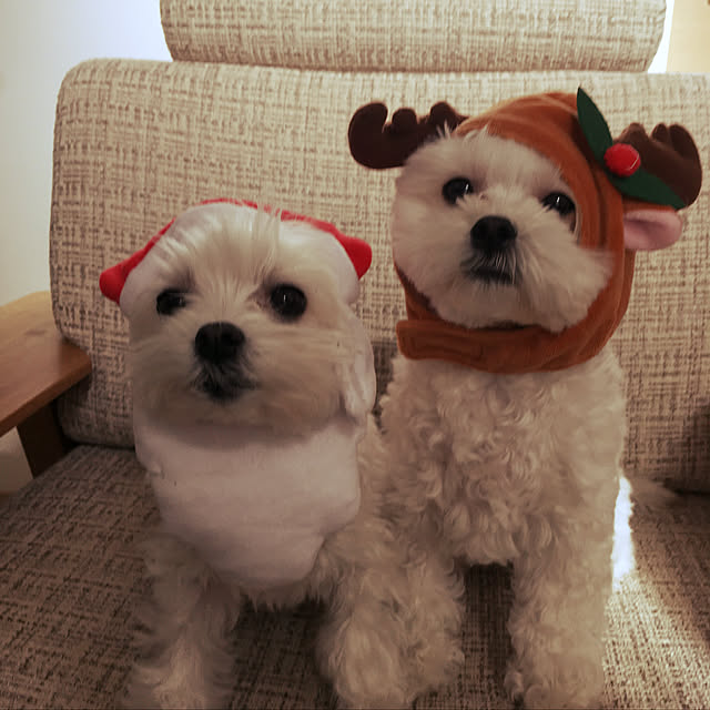 maru-cheeさんの実例写真