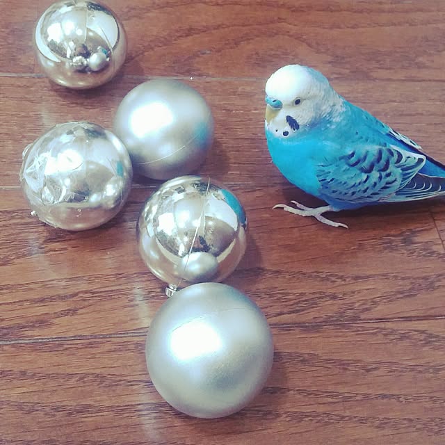 opiopiopiさんの実例写真