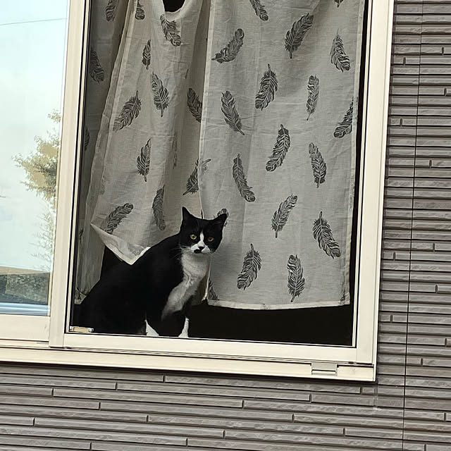 nekoさんの実例写真