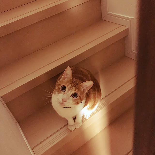 ねこのいる日常/ねこと暮らす。/部屋全体のインテリア実例 - 2020-02-20 07:00:31
