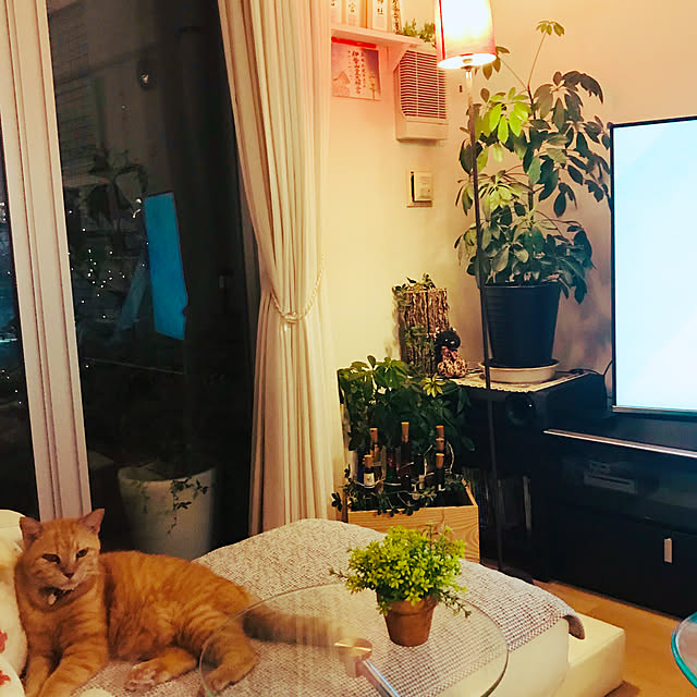 molpieさんの実例写真