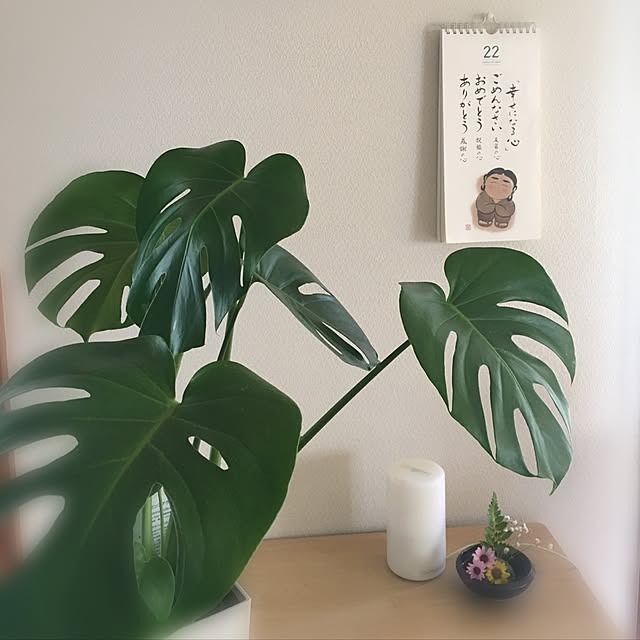 collonの-[メール便OK]日めくりカレンダー(ぜんきゅう 心のメッセージ)【HLS_DU】【RCP】の家具・インテリア写真