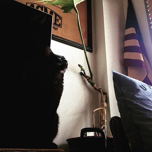 Naoki.さんの実例写真