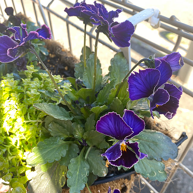 roenさんの部屋