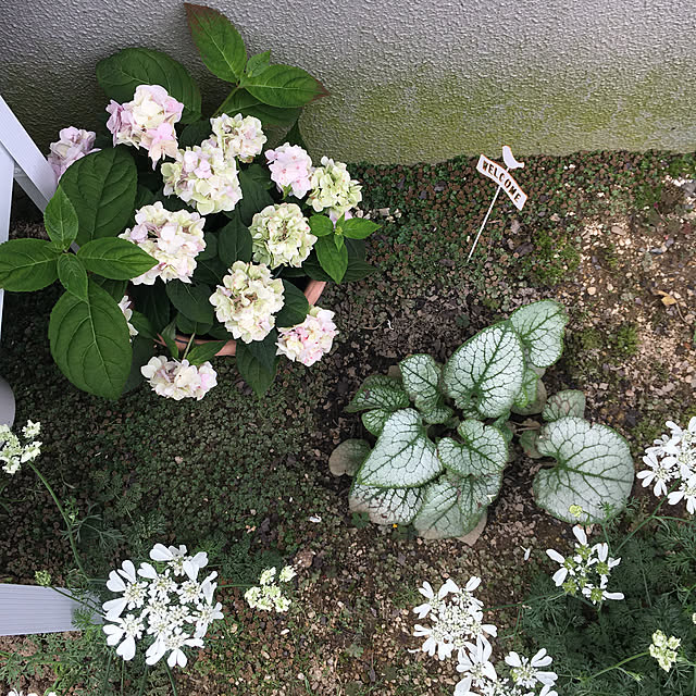 pandaさんの実例写真
