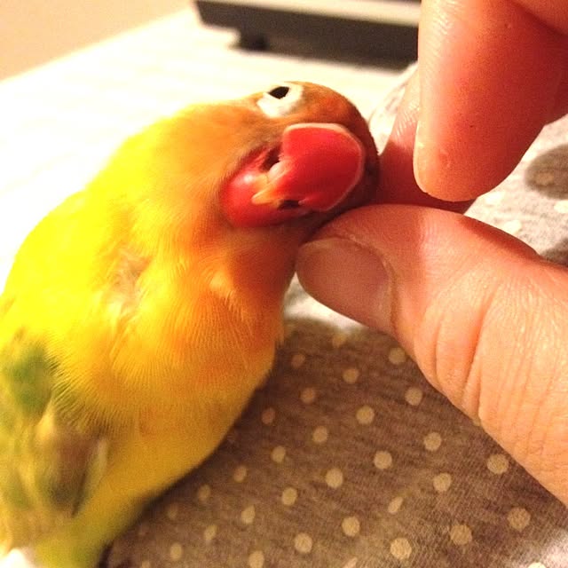 rima29さんの実例写真
