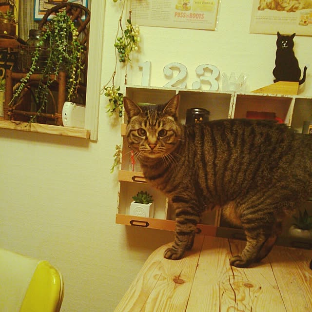 furiさんの実例写真