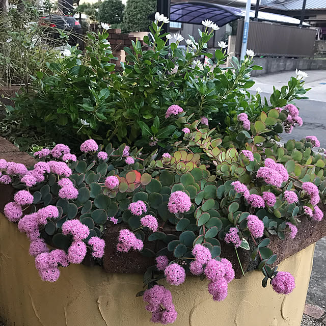 Yokoさんの実例写真