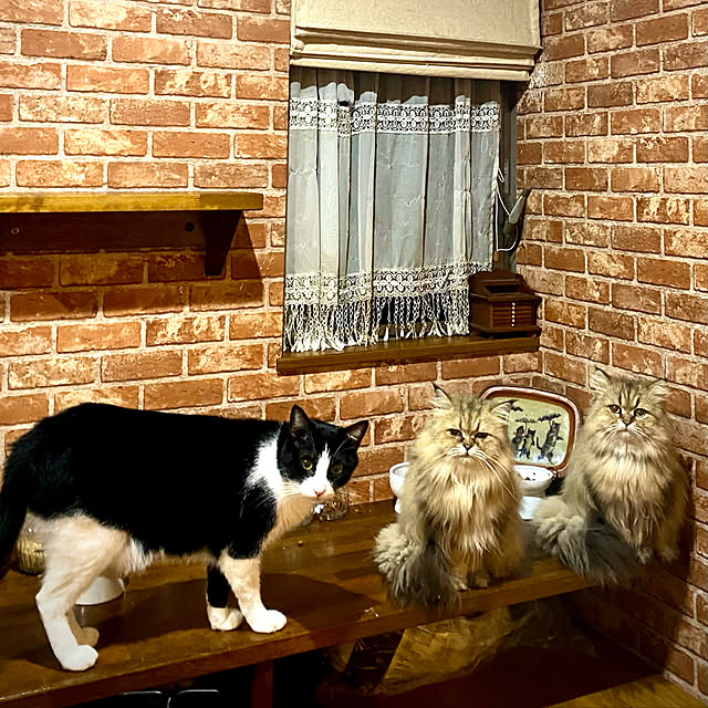 butachanさんの実例写真
