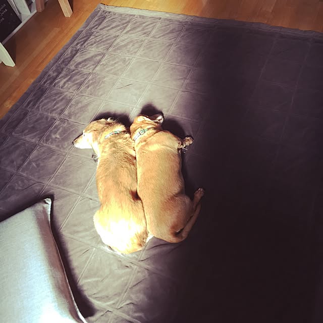 sachieさんの実例写真