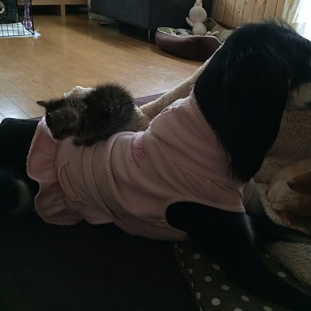 amihimeさんの実例写真