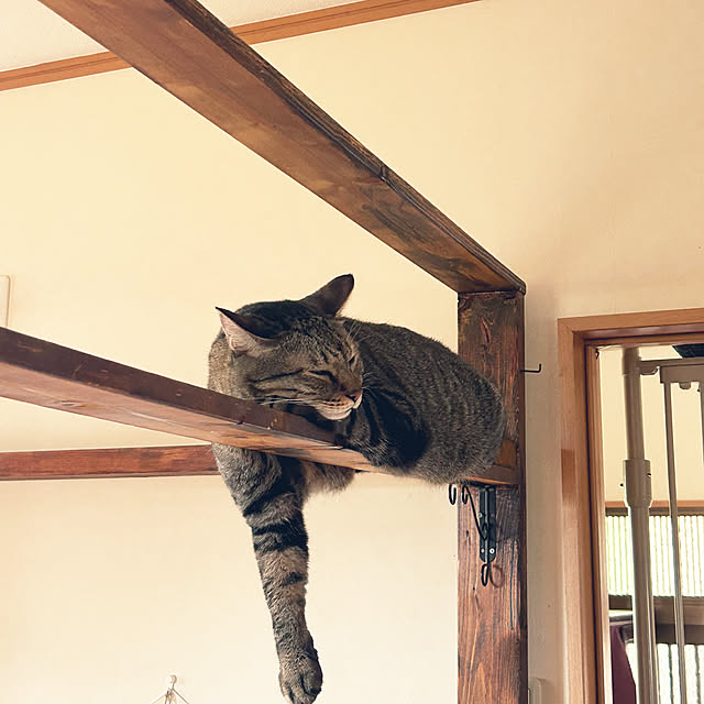 mikan161さんの実例写真