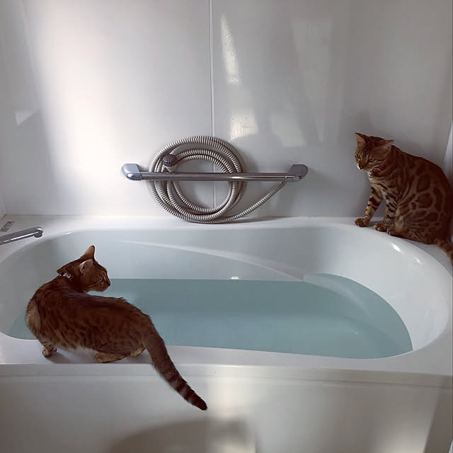 iranさんの実例写真