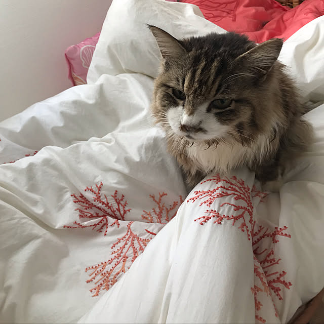 ベッド周り/#zarahomeのインテリア実例 - 2019-01-16 00:57:37