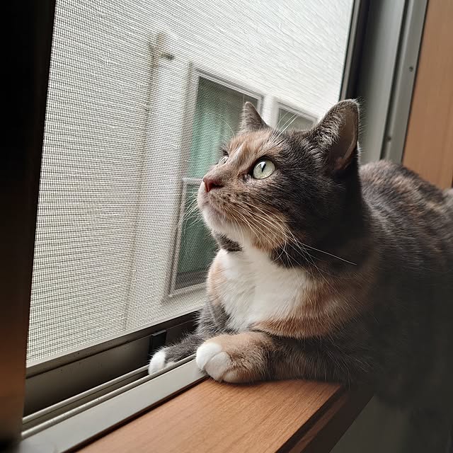 shinobuさんの部屋