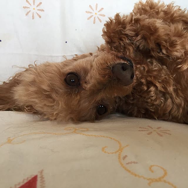 odekoさんの実例写真