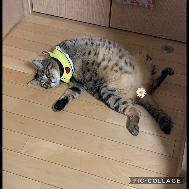 yukarin-gardenさんの実例写真