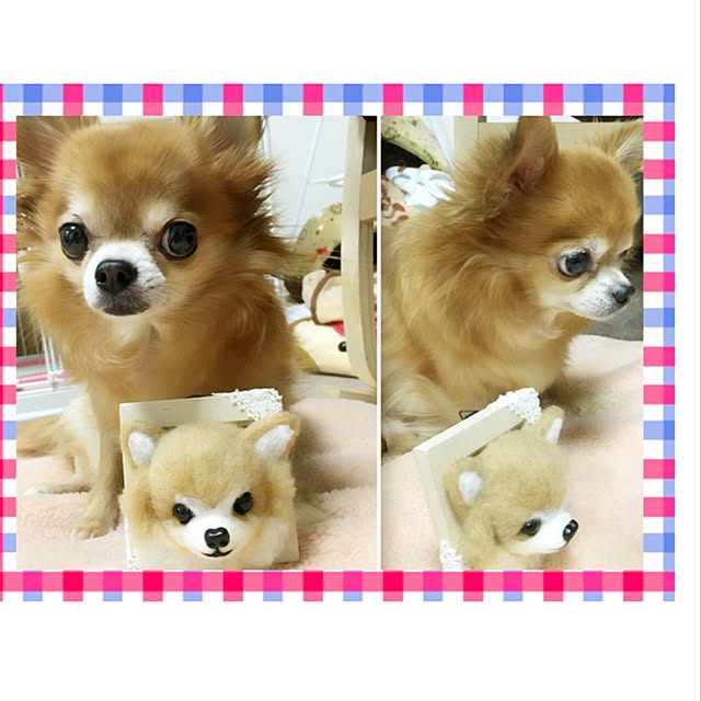 koroさんの実例写真