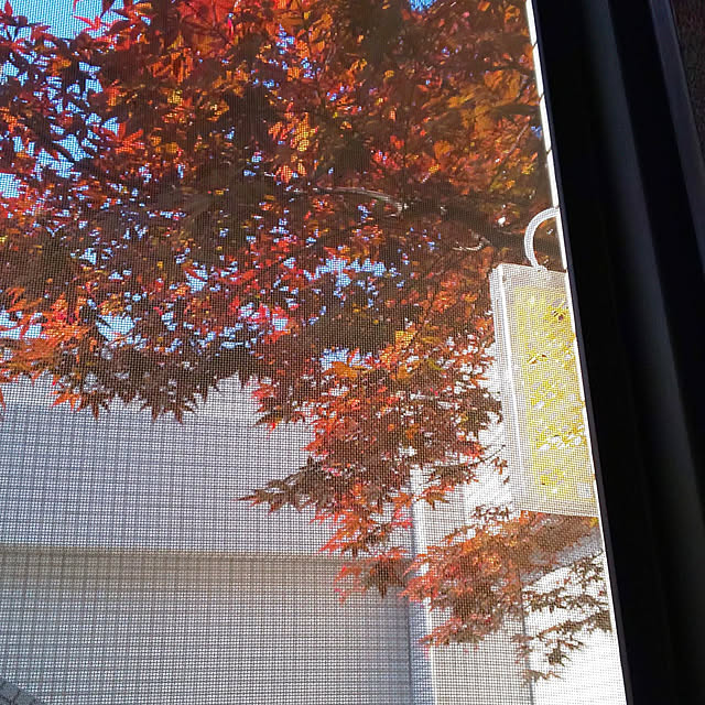 kumimmyさんの実例写真