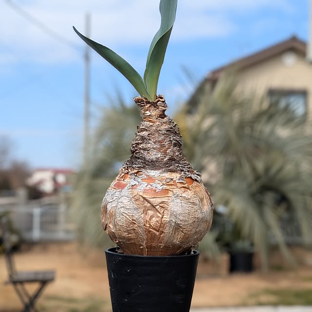 ot-gardenさんの実例写真