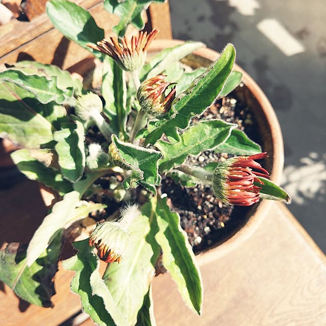 hopkeiさんの実例写真