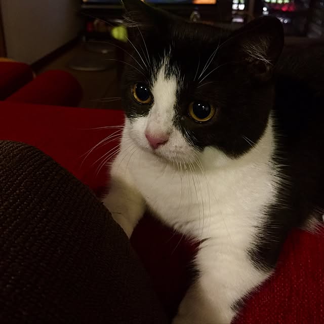 butachanさんの実例写真