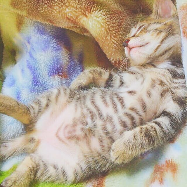 cocoさんの実例写真