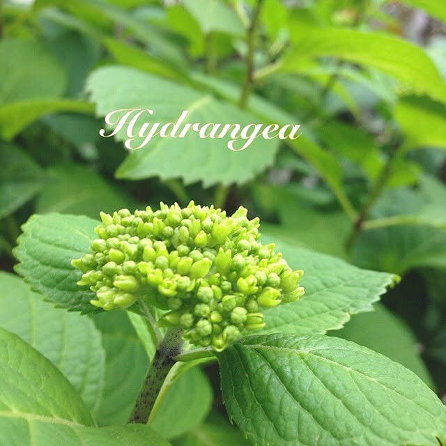 chiekoさんの実例写真