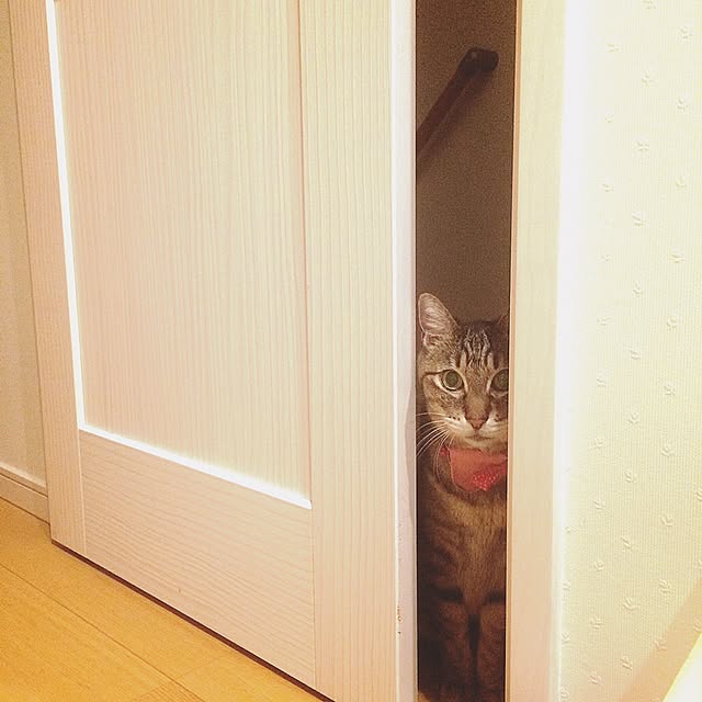 lovecatさんの実例写真