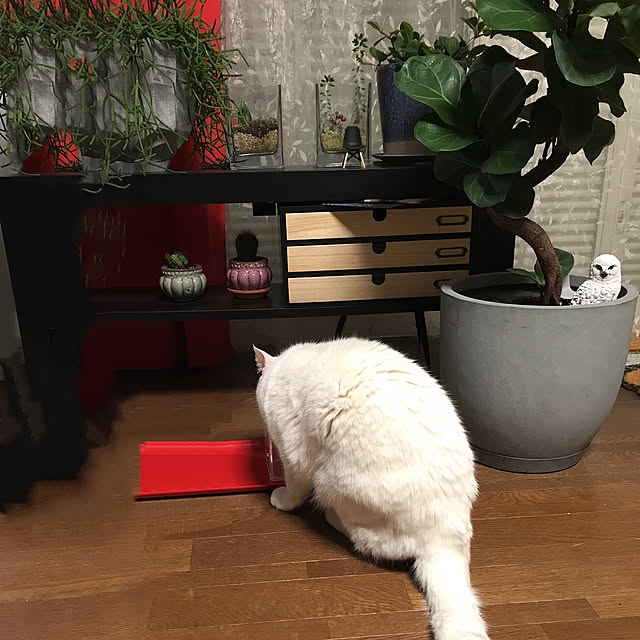 nyanko-beamさんの実例写真