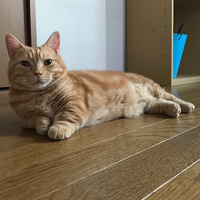 m.kantoh18_mikkoさんの実例写真