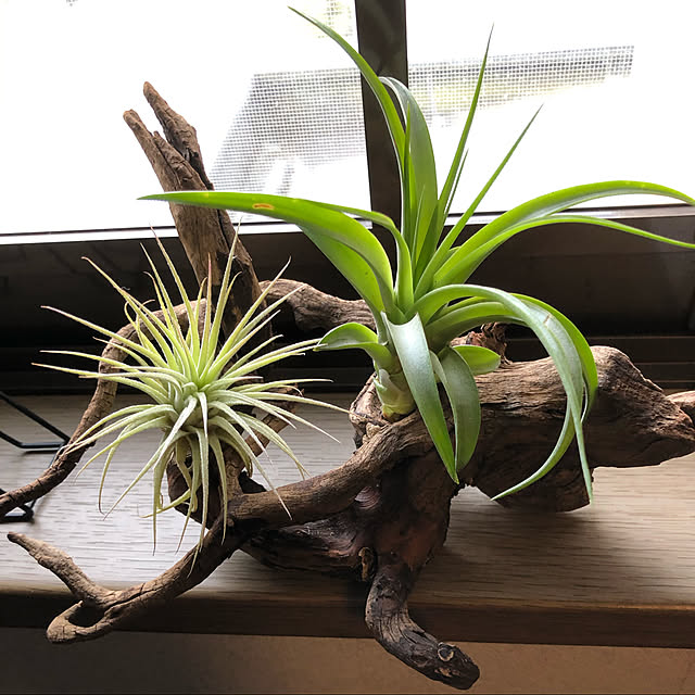 rintarotantan7さんの実例写真