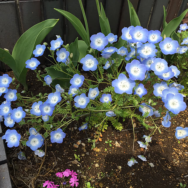 flower.0v0.さんの実例写真