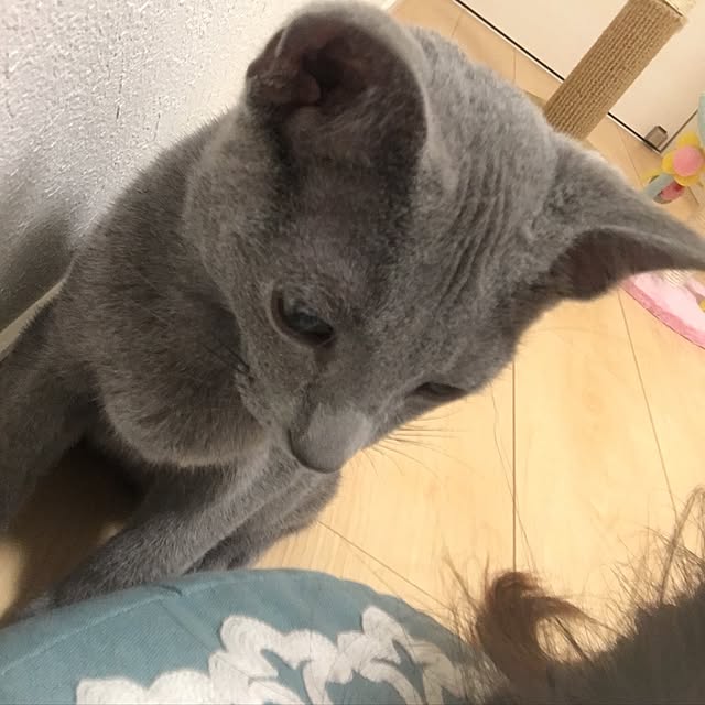 maripoさんの実例写真