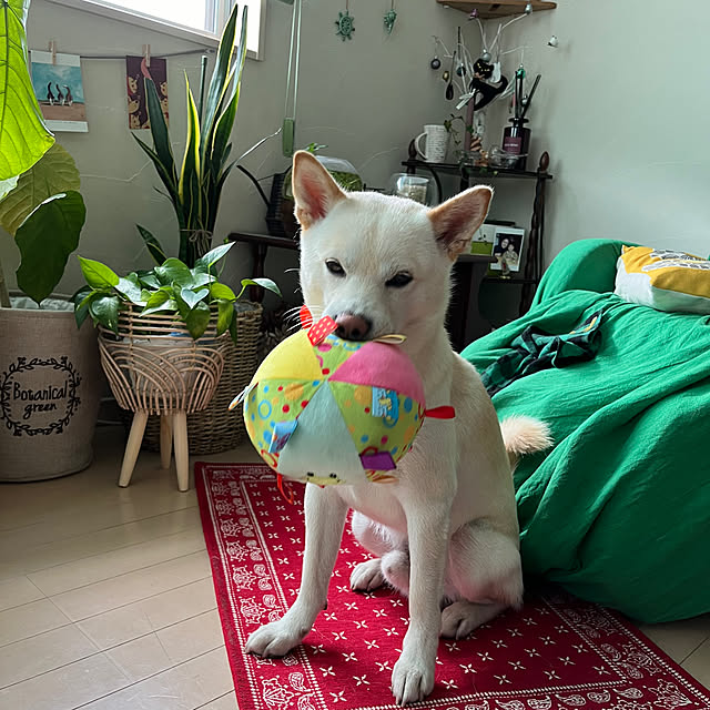 Toyomiさんの実例写真