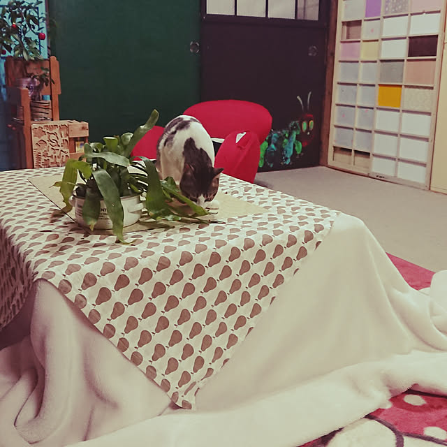 kikuさんの実例写真