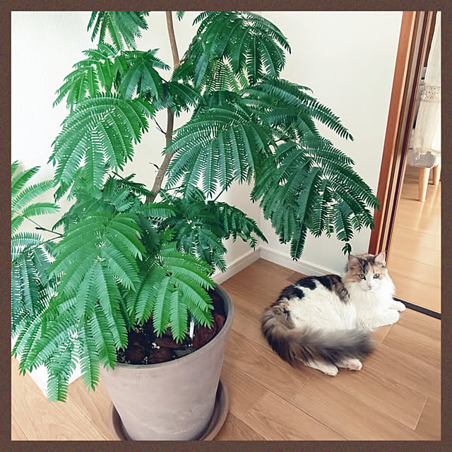 +CHIHARU+さんの実例写真