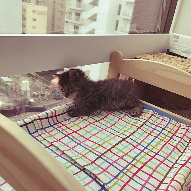 miruさんの実例写真