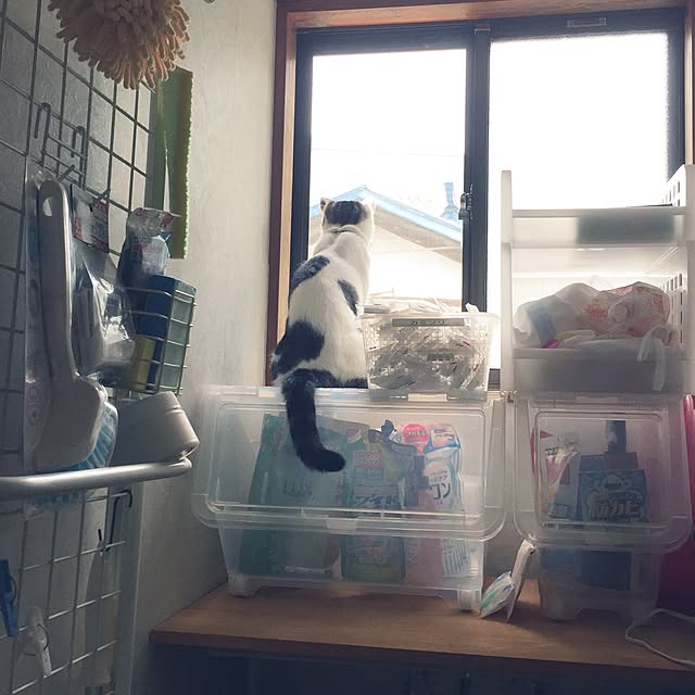 yocchiさんの実例写真