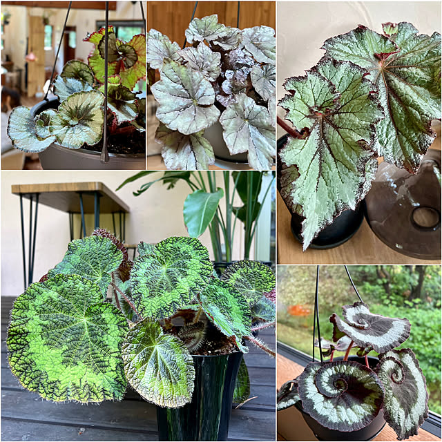 Kikko.さんの部屋