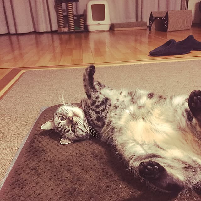 hiyupan88さんの実例写真