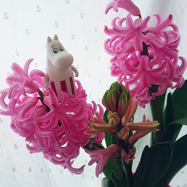 dotlaceさんの実例写真