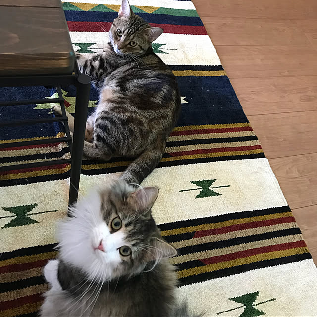 実例写真