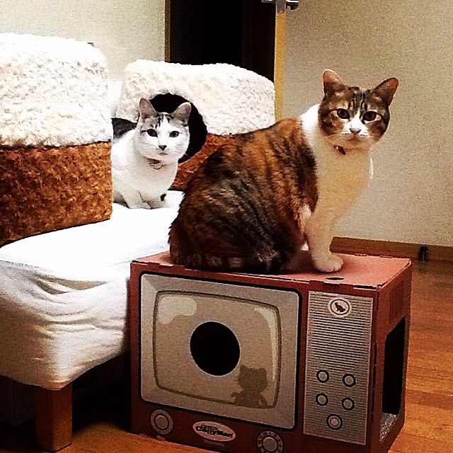 Mikaさんの実例写真